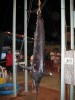 140kg black hung at Gamex